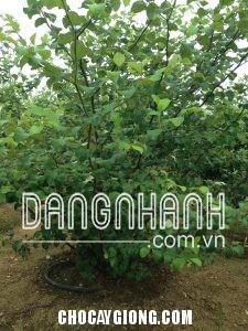 CÂY TÁO NGỌT D28
