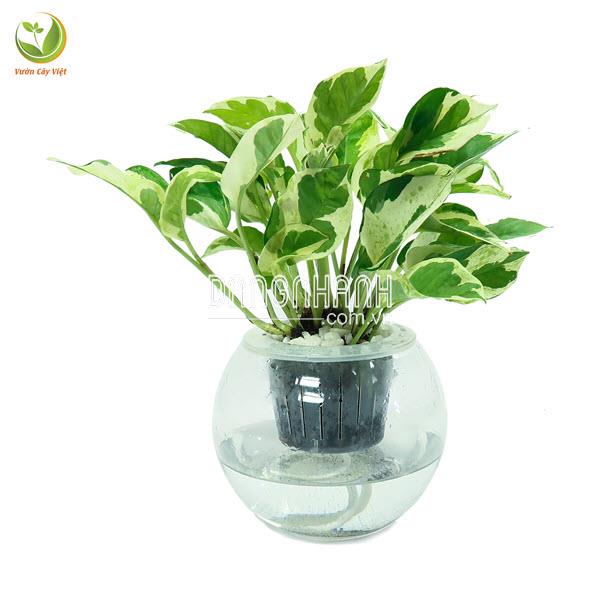 Cây Trầu Bà Cẩm Thạch thuỷ sinh