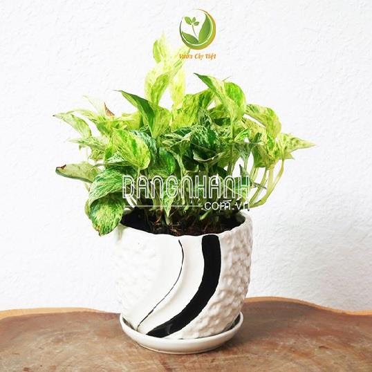 Cây Trầu Bà Cẩm Thạch thuỷ sinh