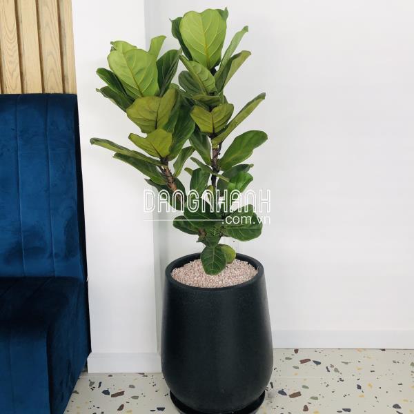 Chậu Đá Mài Giọt Nước 30x50cm