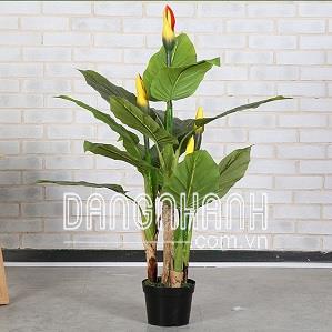 Cây vạn niên thanh giả có hoa (chậu nhựa đen)