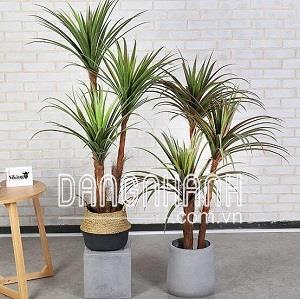 Cây phất dụ rồng (giá chưa bao gồm chậu)