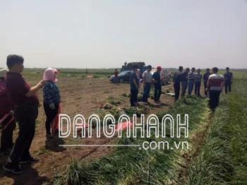 Máy cắt cây hẹ 1 hàng kamast 2019