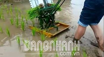 Máy cấy mạ nhổ