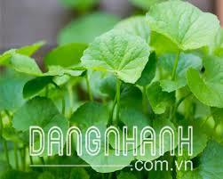 Hạt giống rau má