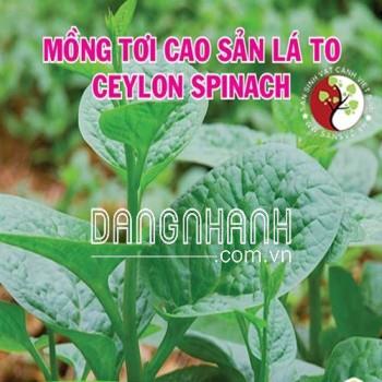 Hạt Giống Mồng Tơi Cao Sản Lá To