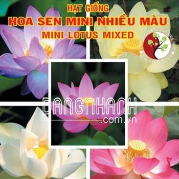 Hạt Giống Hoa Sen Mini Nhiều Màu