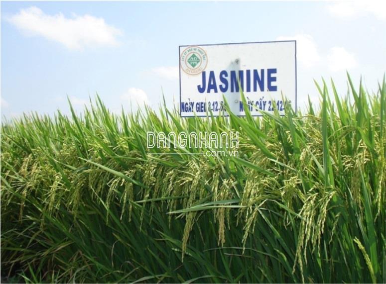 GIỐNG LÚA JASMINE 85