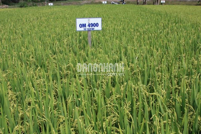 GIỐNG LÚA OM 4900