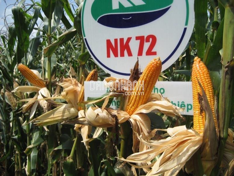 BẮP LAI – NK72