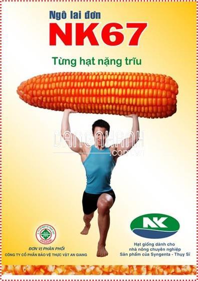 BẮP LAI – NK 67
