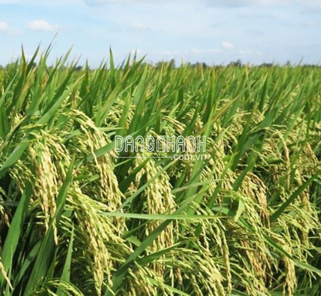 GIỐNG LÚA LỘC TRỜI 3