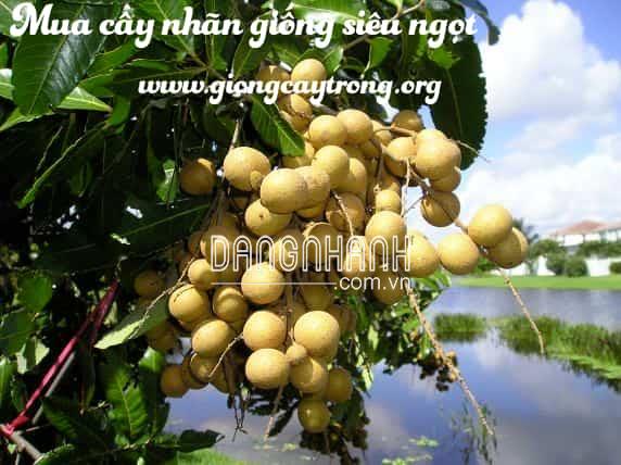 CÂY NHÃN GIỐNG SIÊU NGỌT HƯNG YÊN