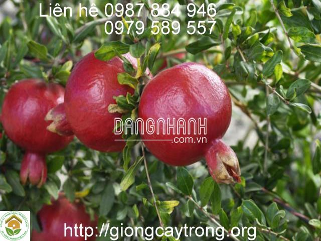 GIỐNG CÂY LỰU ĐỎ