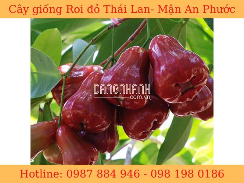 GIỐNG ROI ĐỎ THÁI LAN