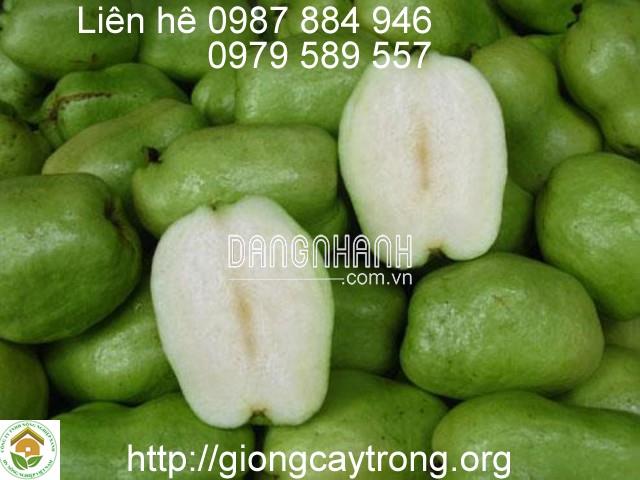 CÂY GIỐNG ỔI KHÔNG HẠT