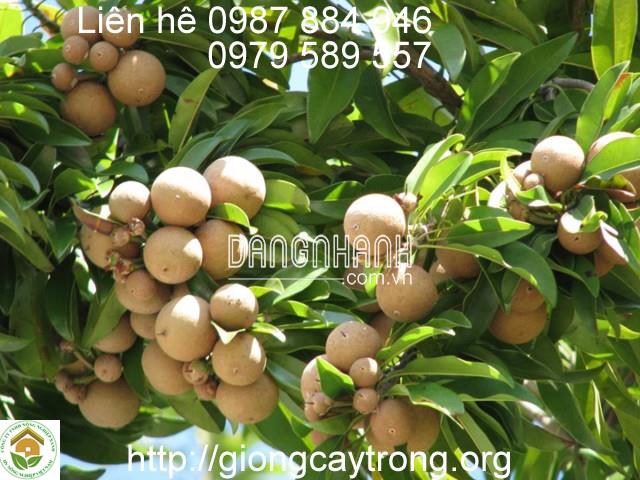 CÂY GIỐNG HỒNG XIÊM XUÂN ĐỈNH