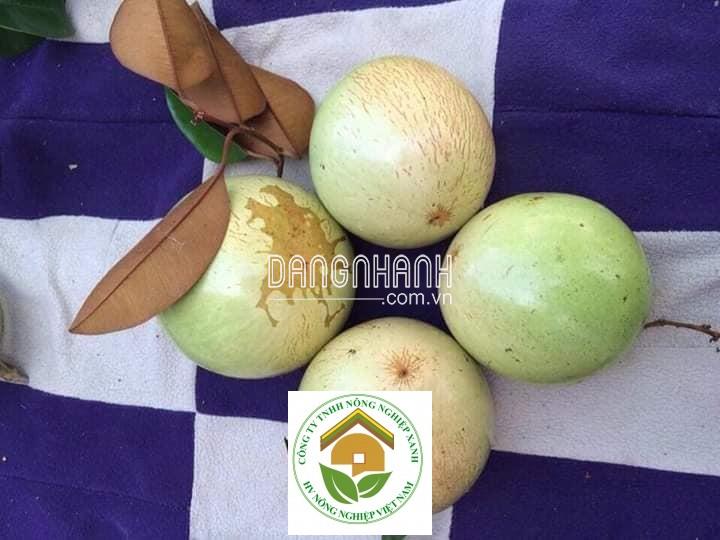 GIỐNG VÚ SỮA LÒ RÈN