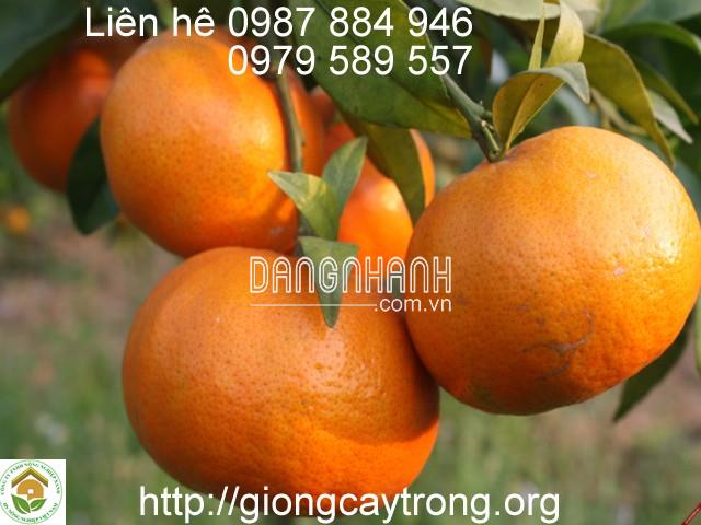 CÂY GIỐNG CAM CANH