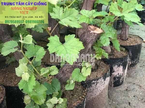 CÂY GIỐNG NHO NINH THUÂN