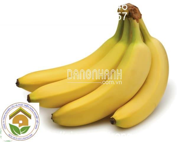 CÂY GIỐNG CHUỐI TIÊU HỒNG