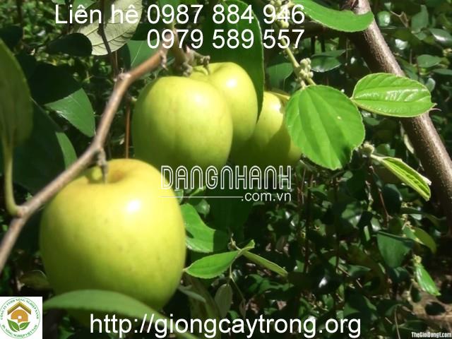 CÂY TÁO NGỌT H12-