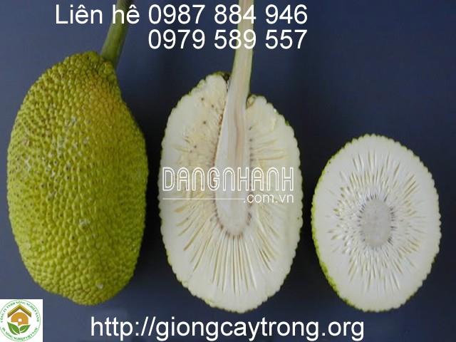 GIỐNG CÂY SAKÊ