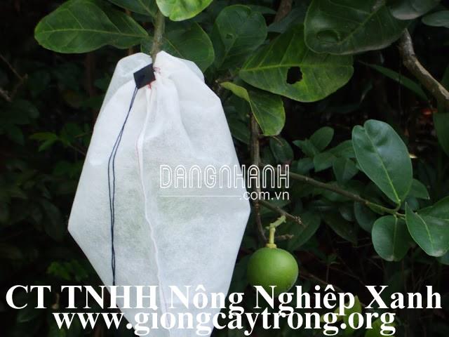 TÚI BỌC BƯỞI