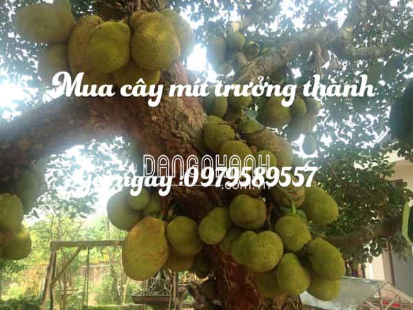 CÂY MÍT CHOAI