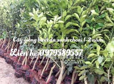 CÂY GIỐNG BƯỞI DA XANH NHỠ