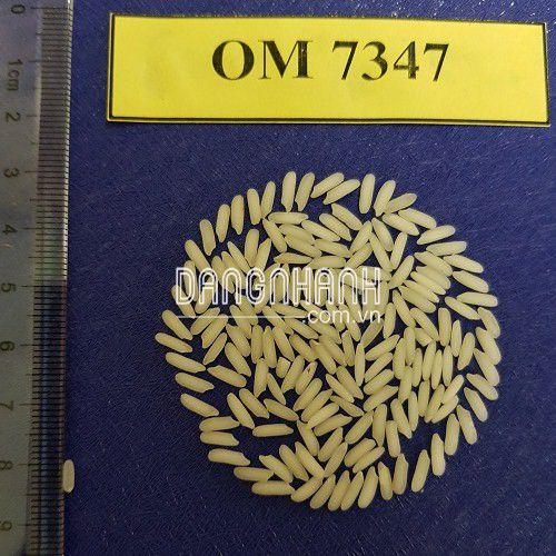 HẠT GIỐNG LÚA: OM7347
