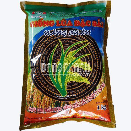 HẠT GIỐNG LÚA: NÀNG XUÂN
