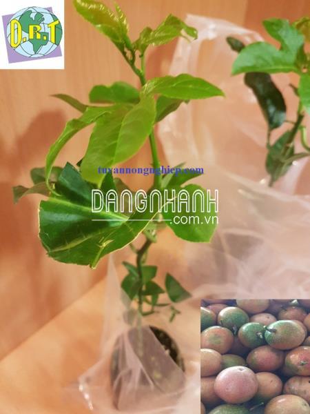 GIỐNG CHANH DÂY ĐỎ NK ĐÀI LOAN (CHANH BÔNG)