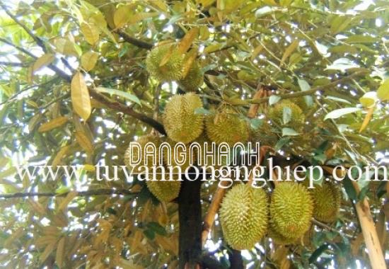 CÂY SẦU RIÊNG