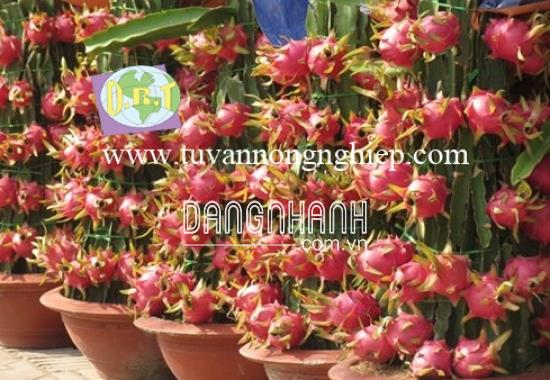CÂY THANH LONG RUỘT ĐỎ / HỒNG