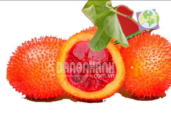 QUẢ GẤC