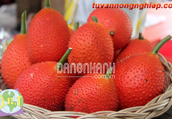 GẤC LAI GHÉP - TN1