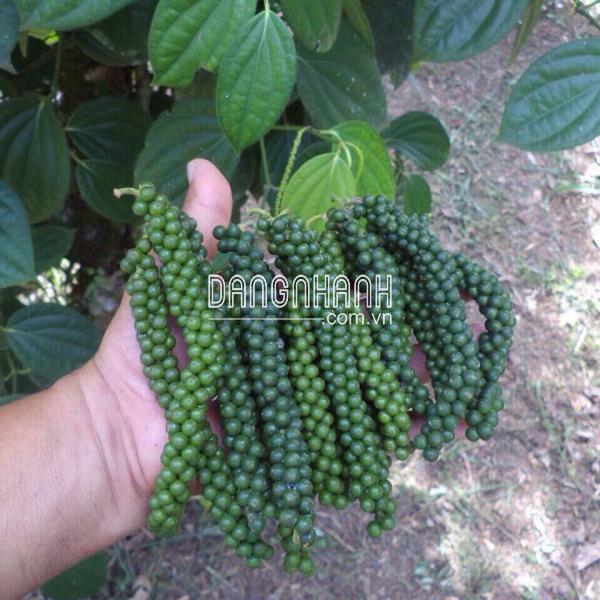 TIÊU SRILANKA
