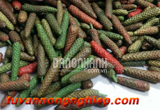 TIÊU LỐP OAC