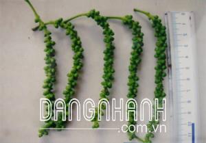 TIÊU VĨNH LINH