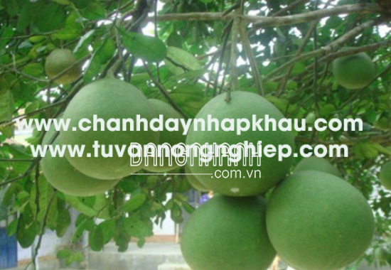 BƯỞI DA XANH