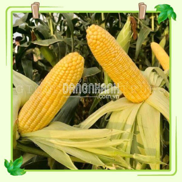 Hạt giống bắp ngọt, ngô ngọt