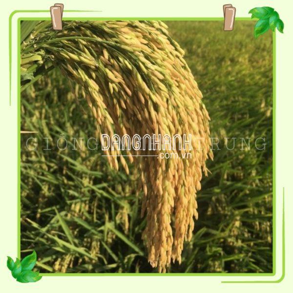 Hạt giống Lúa Hương Xuân