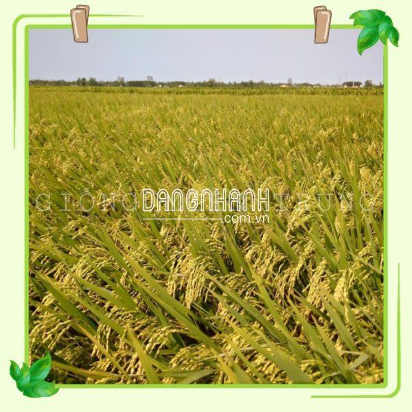 Hạt giống lúa OM6600