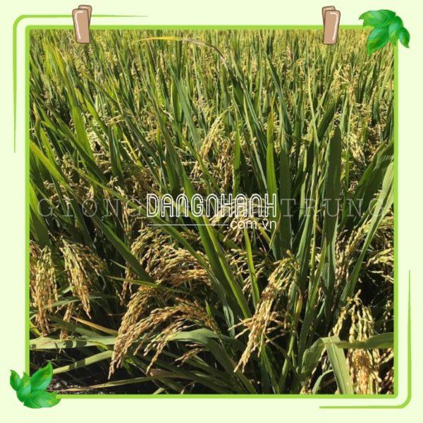 Hạt giống lúa PY2
