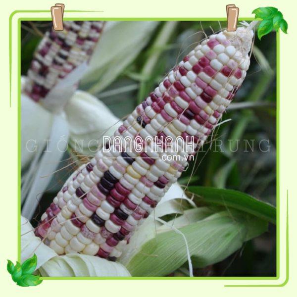 Hạt giống bắp trắng tím
