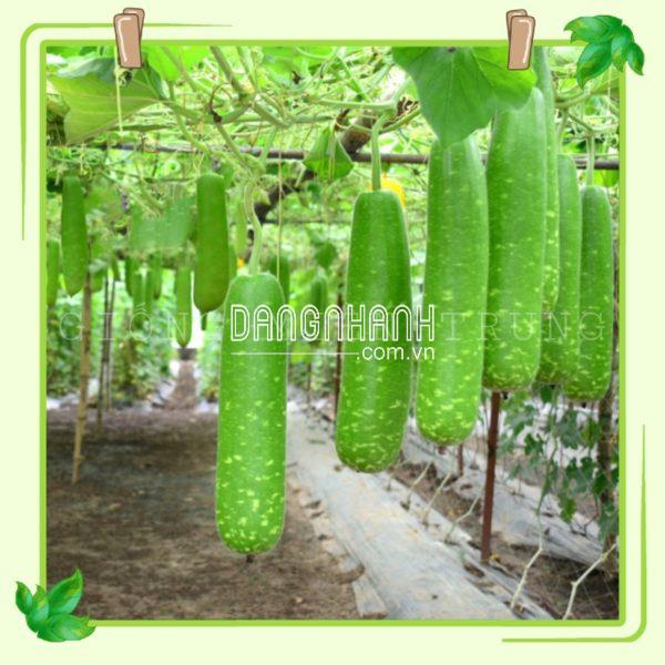Hạt giống bầu sao