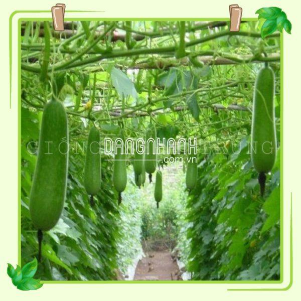 Hạt giống bí đao chanh