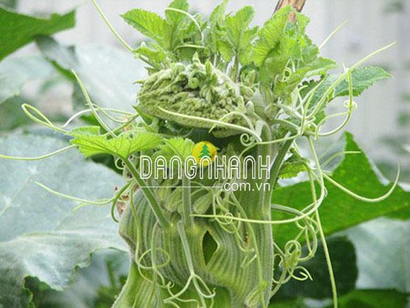 Hạt giống bí đỏ siêu ngọn