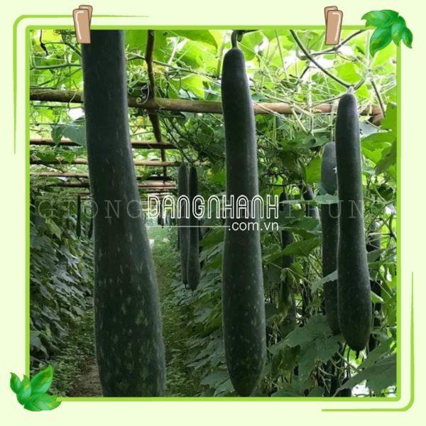 Hạt giống bí sặt
